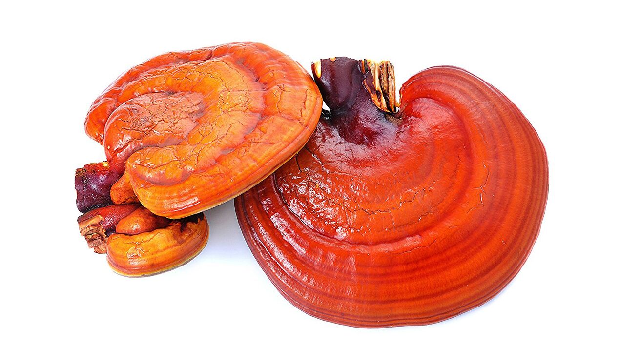 Reishi Mushroom Extract